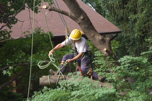 Best Hedge Trimming  in Und City, MO